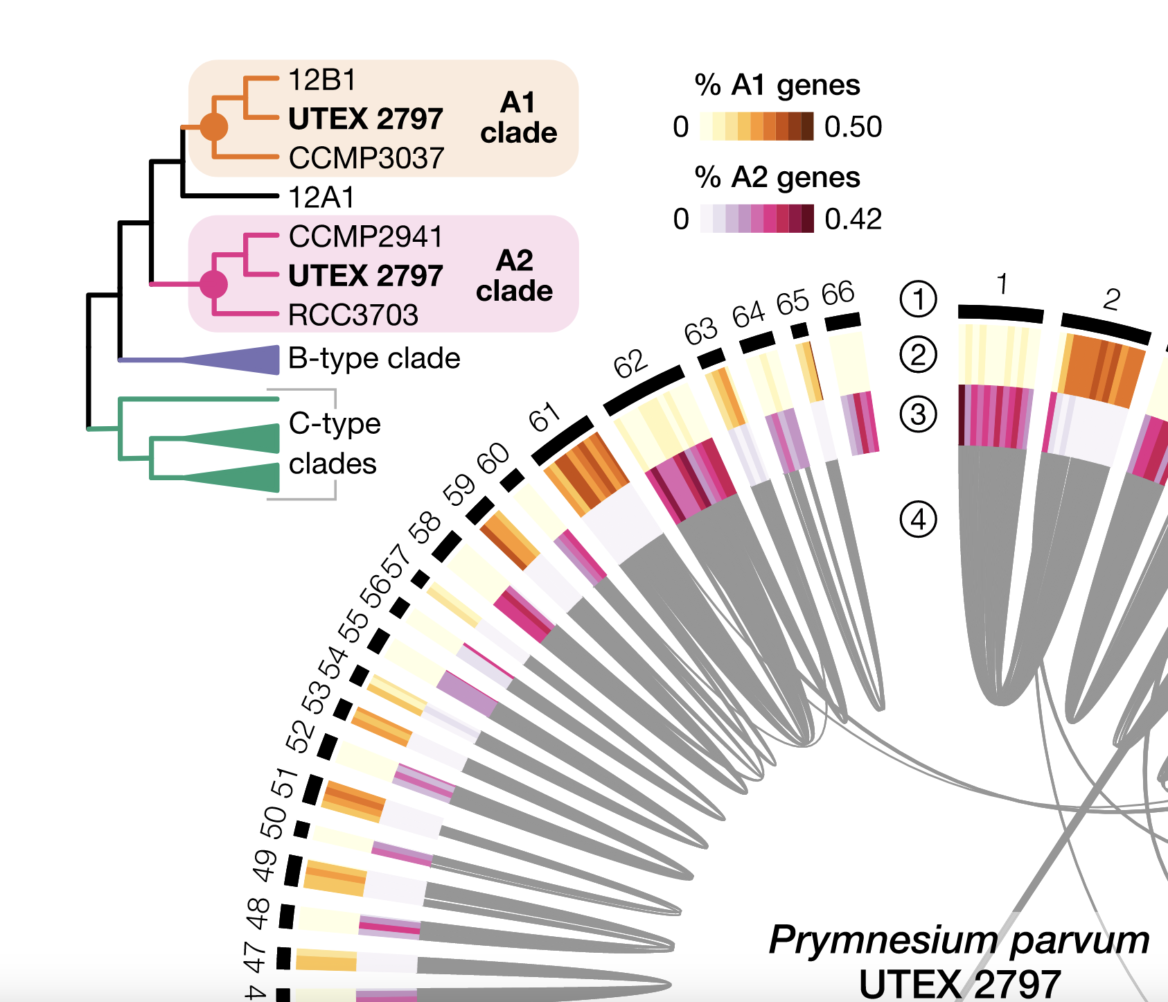 figure from wisecaver et al 2023